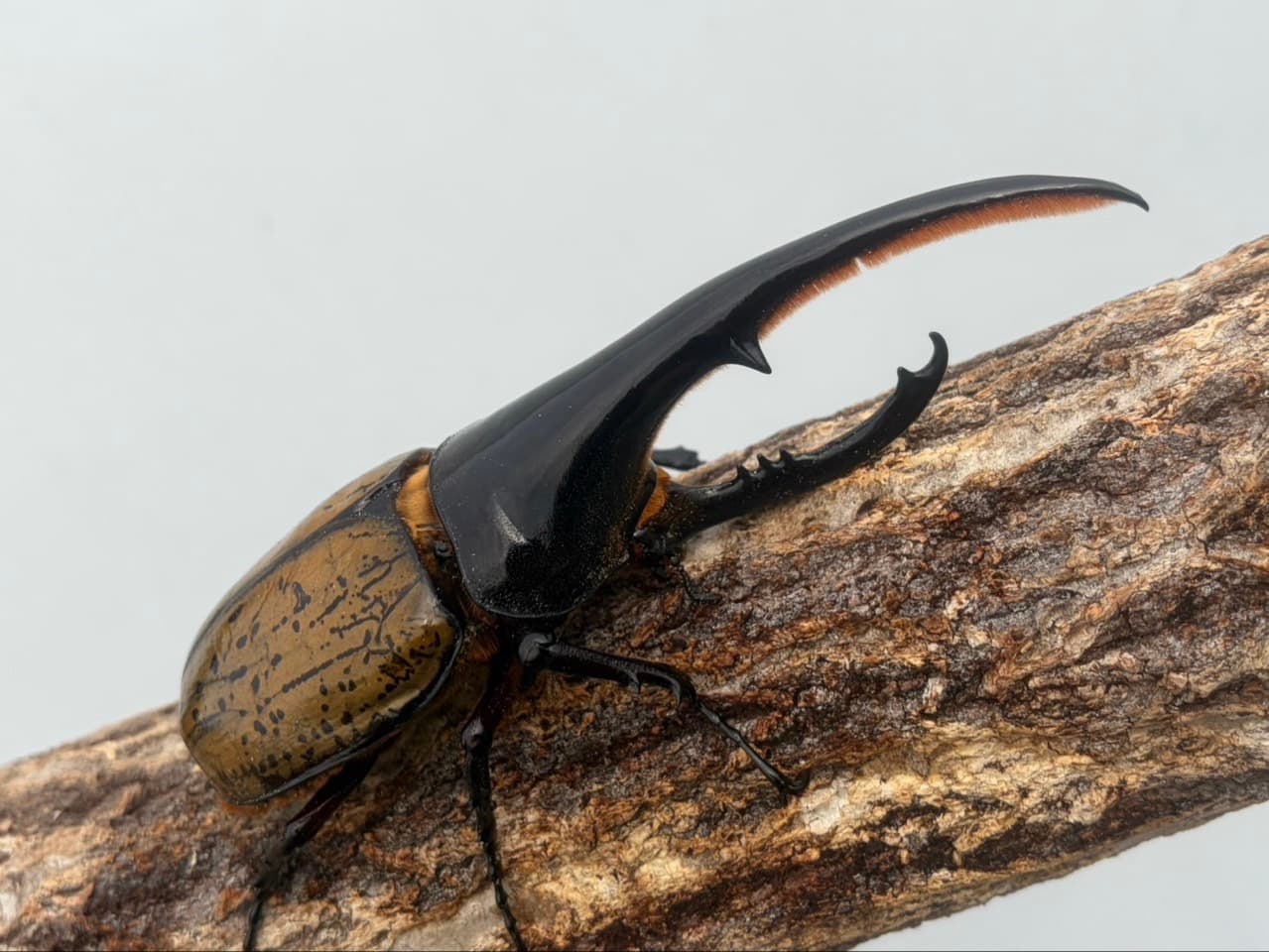 外国産カブトムシ